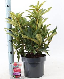 Rhododendron 'Wilgen's Ruby' Pot 5 Liter 30 - 40 cm
