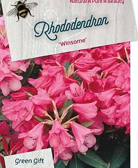 Rhododendron 'Winsome' Pot 20 Liter