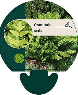 Osmunda regalis Pot 9 cm