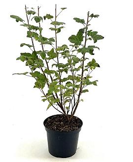 Ribes sanguineum Pot 3 Liter 50 - 60 cm