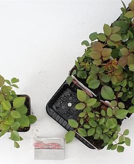 Rosa 'Carminia' Pot 14 cm