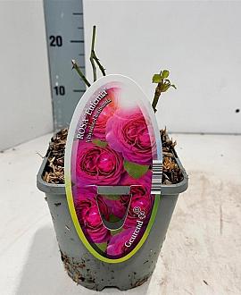 Rosa 'Eufemia' Pot 14 cm