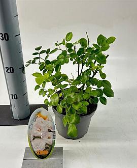 Rosa (H) Aspirin Rose Pot 15 cm