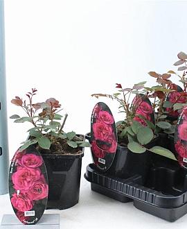 Rosa (T) Blackberry Nip Pot 14 cm