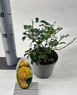 Rosa (T) Candella Pot 15 cm
