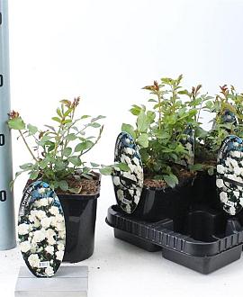 Rosa (H) Crystal Fairy Pot 14 cm