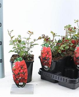 Rosa (PA) Fairy King Pot 14 cm