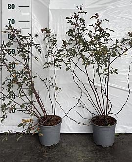 Rosa glauca Pot 2 Liter40 - 60 cm