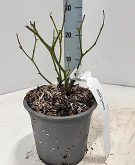 Rosa (F) Iceberg Pot 14 cm