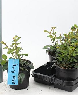 Rosa (H) Ivory Meidiland Pot 14 cm