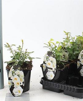 Rosa (H) Kent Pot 14 cm