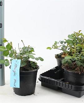 Rosa (H) Magic Meidiland Pot 14 cm