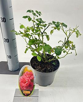 Rosa (H) Mirato Pot 15 cm