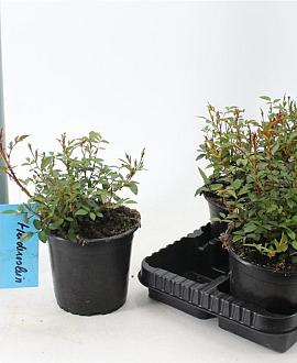 Rosa (H) 'Nozomi'  ( Heideroslein )  Pot 14 cm