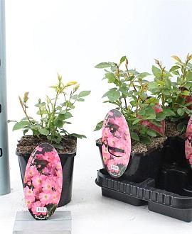 Rosa (H) Pink Blanket Pot 14 cm