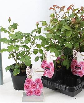 Rosa (F) Princess Claire of Belgium Pot 14 cm