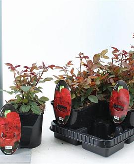 Rosa (F) 'Satchmo' Pot 14 cm