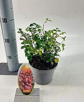 Rosa (P) Satina Pot 15 cm