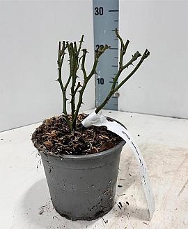 Rosa (H) 'Sea Foam' Pot 14 cm