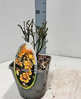 Rosa (PA) Spelarosa Amber Nectar Pot 14 cm