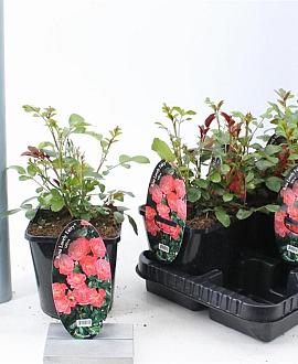 Rosa (PA) Spelarosa Lovely Fairy Pot 14 cm