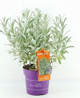 Salix candida Iceberg Alley Pot 3 Liter 40 - 50 cm