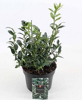 Sarcococca confusa Pot 2 Liter 20 - 30 cm