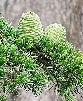 Cedrus deodara Pot 20 Liter 80 - 100 cm