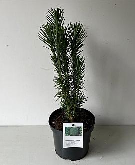 Cephalotaxus h. 'Fastigiata' Pot 3 Liter 30 - 40 cm