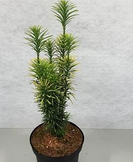 Cephalotaxus h. 'Korean Gold' Pot 3 Liter 30 - 40 cm