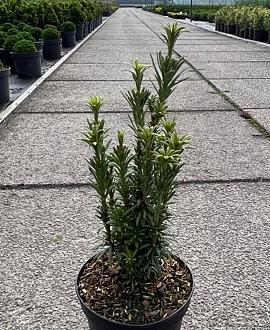 Cephalotaxus h. 'Taranto' Pot 2 Liter 20 - 30 cm
