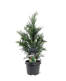 Chamaecyparis l. 'Columnaris' Pot 3 Liter 50 - 60 cm