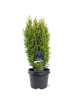 Chamaecyparis l. 'Ellw. Gold' Pot 3 Liter 30 - 40 cm