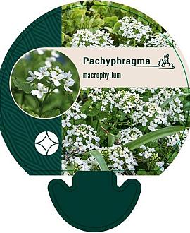 Pachyphragma macrophyllum Pot 9 cm