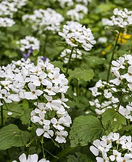 Pachyphragma macrophyllum Pot 9 cm