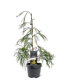 Chamaecyparis l. 'Filip's G. Spr.' Pot 3 Liter 40 - 50 cm