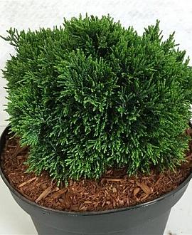 Chamaecyparis l. 'Green Globe' Pot 3 liter 20-25cm 