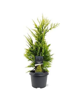 Chamaecyparis l. 'Ivonne' Pot 3 Liter 40 - 50 cm
