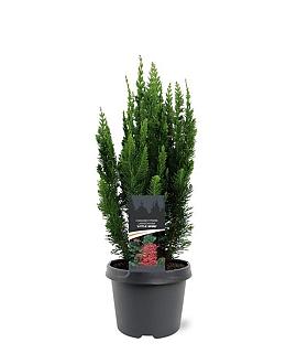 Chamaecyparis l. 'Little Spire' Pot 3 Liter 30 - 40 cm