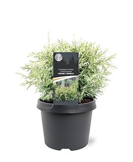 Chamaecyparis l. 'Pearly Swirls' Pot 3 Liter 