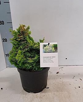 Chamaecyparis obtusa Pot 2 Liter 10 - 20 cm