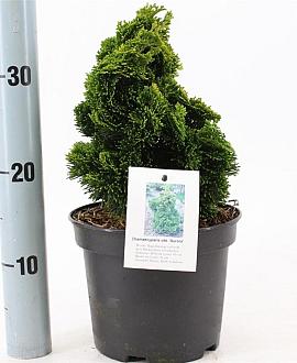 Chamaecyparis o. 'Aurora' Pot 3 liter 20-25cm 