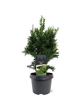 Chamaecyparis o. 'Drath' Pot 3 Liter 30 - 40 cm