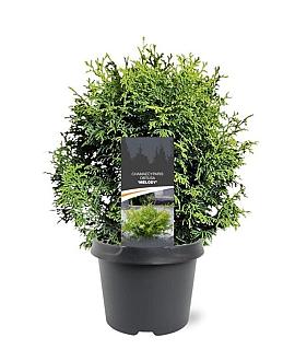 Chamaecyparis o. 'Melody' Pot 3 Liter 20 - 30 cm