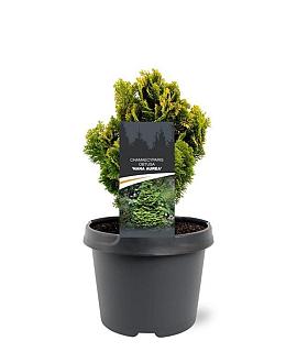 Chamaecyparis o. 'Nana Aurea' Pot 3 Liter 20 - 30 cm