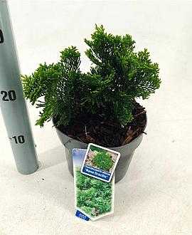 Chamaecyparis o. 'Nana Gracilis' Pot 3 liter 20-25cm 