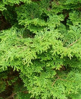 Chamaecyparis o. 'Pygmaea' Pot 3 Liter 