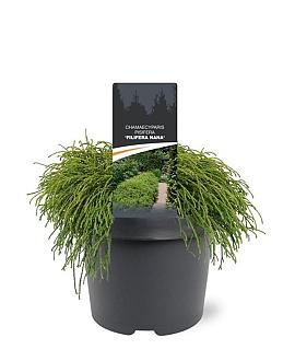 Chamaecyparis p. 'Filifera Nana' Pot 3 Liter 