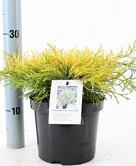 Chamaecyparis p. 'Paul's Gold' Pot 3 liter 20-25cm 