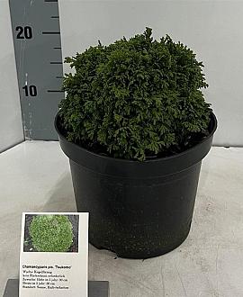 Chamaecyparis pis. 'Tsukumo' Pot 3 liter 20-25cm 